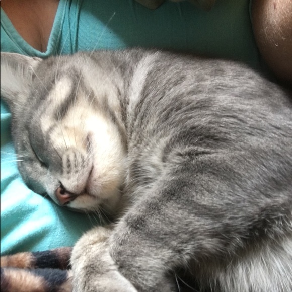 5⭐️ fast shipping Posh ambassador Raytchell - Picture 15 of 15